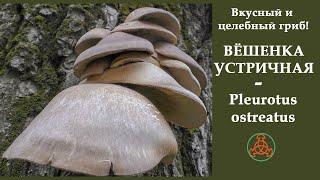 Вкусный и целебный гриб! ВЁШЕНКА УСТРИЧНАЯ -  Pleurotus ostreatus.