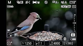 Nikon Z9 Eye-tracking of a Eurasian Jay landing at a feeding station