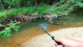 Action Packed!! Small Creek Fishing