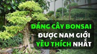 Dáng cây Bonsai được nam giới yêu thích nhất