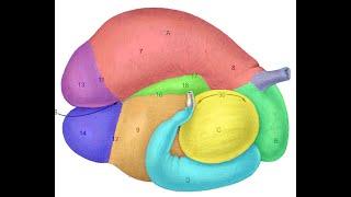 Ruminant stomach part 1