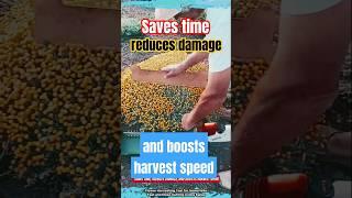Flower Harvesting Tool for Immortelle – Fast and Clean Cutting in One Swipe