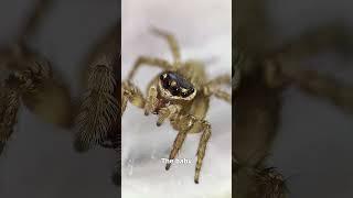 How does a baby jumping spider see the world?