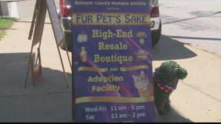 Fur Pets Sake celebrates black cats and thrift store shopping