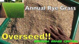 How to overseed Bermuda Grass with Rye grass