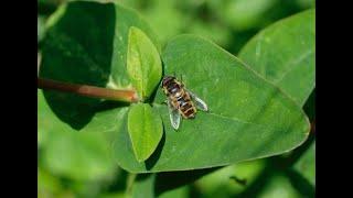 How to Make a Hoverfly Lagoon (Mission: Invertebrate) | The Royal Parks