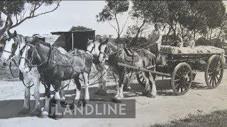 Clydesdale enthusiasts' bid to attract young blood