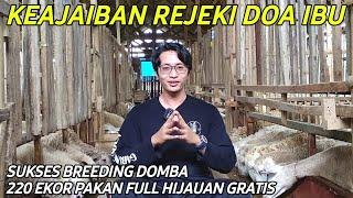 Sukses Breeding Domba 220 Ekor Sistem Pakan Full Hijauan Gratis | Cerita Peternak Sukses