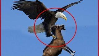 Giant Eagle throws a Goat alive from the sky - Eagle vs Goat