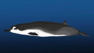 Science Bulletins: Rarest Whale on Earth Identified in New Zealand