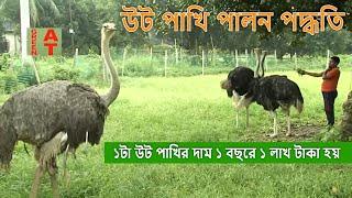 উট পাখির খামার | লাখ লাখ টাকার ব্যবসা | Biggest ostrich farm