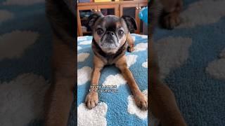 His little face at the end  #brusselsgriffon #grumpydogs #cutedogvideos