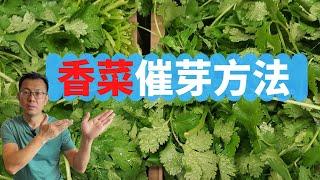 香菜催芽方法：彻底解决香菜发芽慢，不易出苗的问题。