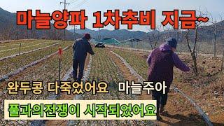 마늘양파 1차추비 지금~ 굵어집니다/마늘주아/완두콩 다 죽었네요~ 풀과의전쟁이 시작 되었네요#마늘양파웃거름#완두콩파종