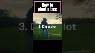 How to Plant a Tree #shorts #woodland #treeplanting