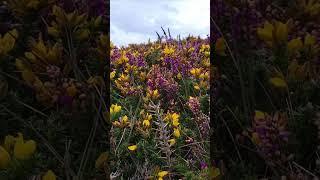 Video collage of Sheep's Head Lighthouse Loop Trail