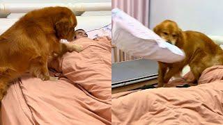 The way Golden Retriever wakes up Grandpa. ️#聪明旺豆豆