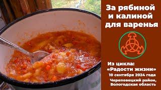 За рябиной и калиной.  "Радости жизни". 10 сентября 2024 года.