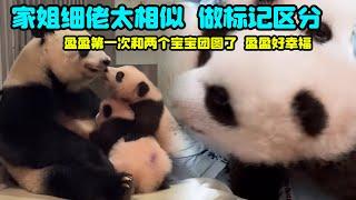 12月30日 香港大熊猫两姐弟和盈盈妈妈首次团聚，弟弟身上做的是食用色素标记#香港大熊猫 #大熊猫盈盈 #大熊猫乐乐