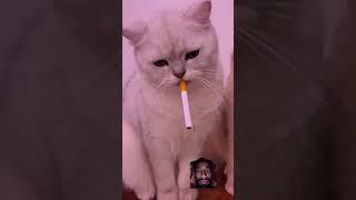 Cat smoking the cigarette #cat #pets #funny #catlover #animals #music