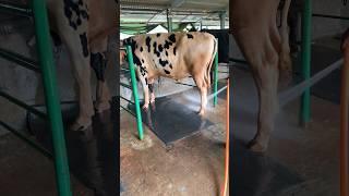 Cattle Bathing  #cattlebd #cattlefarm #farming #farmbd #dairy