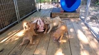 THOMPSON'S KENNEL CHECKMATE. IT'S CHESS NOT CHECKERS