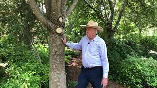 In the Garden with Dave: Green Ash