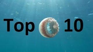 Top 10 Most Dangerous Jellyfish