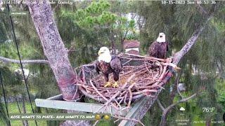 MIAMI-DADE EAGLE CAM ~ ROSE WANTS TO MATE, RON WANTS TO NAP!  10/15/23