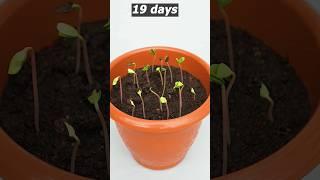 How to grow apple tree from seeds growing apple tree from seed #shorts