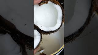 Make coconut milk at home  #coconut #coconutmilk #howto