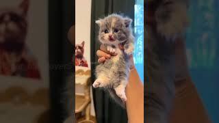 Funny Cat Moments#cat# cats#animals #animals#fyp#funnyvideos