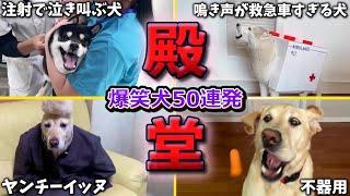 【殿堂入りおもしろ犬】ツッコミどころ満載なおもしろ犬動画50連発！Part3（鳴き声、しゃべる、子犬、かわいい、面白い、吠える）