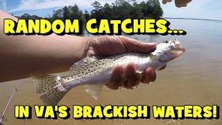 Fishing VA's BRACKISH Waters!!! (UNEXPECTED) (2019 VA Family Trip -- PART 1/4)