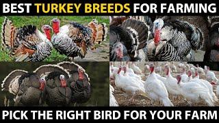 BEST TURKEY BIRD BREEDS - Heritage, White Holland, Royal Plam, Standard Bronze, Blue Slate Turkey