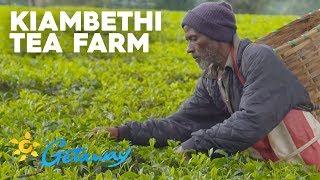 Kiambethu Tea Farm | Getaway 2019