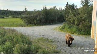 Bear 504 "Charge" LR Brooks Falls Katmai Alaska 2020 07 16