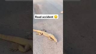 road accident |abduvlog Abdullah Mini vlog #music #cow #qurbanvlogs