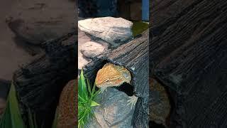 Cutest Baby Bearded Dragon eats worm. Listen the lip smacks. like,comment, subscribe