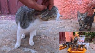 Mama cat tried to convince her shy kittens to come to us.