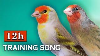 GOLDFINCH Mule 12h The Best Training Song