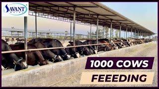 1000 Cows Feeding At India's Biggest Dairy Farm  | SAVANT Dairy Farm