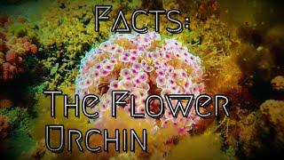 Facts: The Flower Urchin | The World’s Most Dangerous Sea Urchin