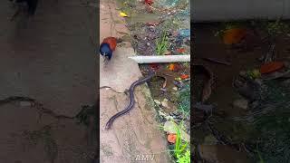 The battle between the cuckoo and the snake #cuckoo #snake #fighting #funny #snakevideo #shorts