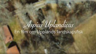 Aspius Uplandicus - En film om Upplands landskapsfisk