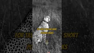 Crush Goals Like a Cheetah  #motivation #quotes #mindset #wealth #wildlife #animals #success