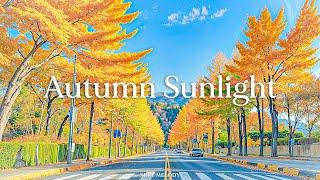 Autumn atmosphere A classic piano performance that will bring you relaxation with a cup of coffee?