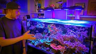 Classic Corals for all Reef Tanks and Budgets