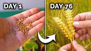 How to Grow Wheat (From Seed to Harvest) 