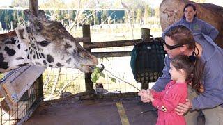 Giraffe Feeding Experience at Zoo Tampa at Lowry Park in Tampa Florida - Animal Signature Encounters